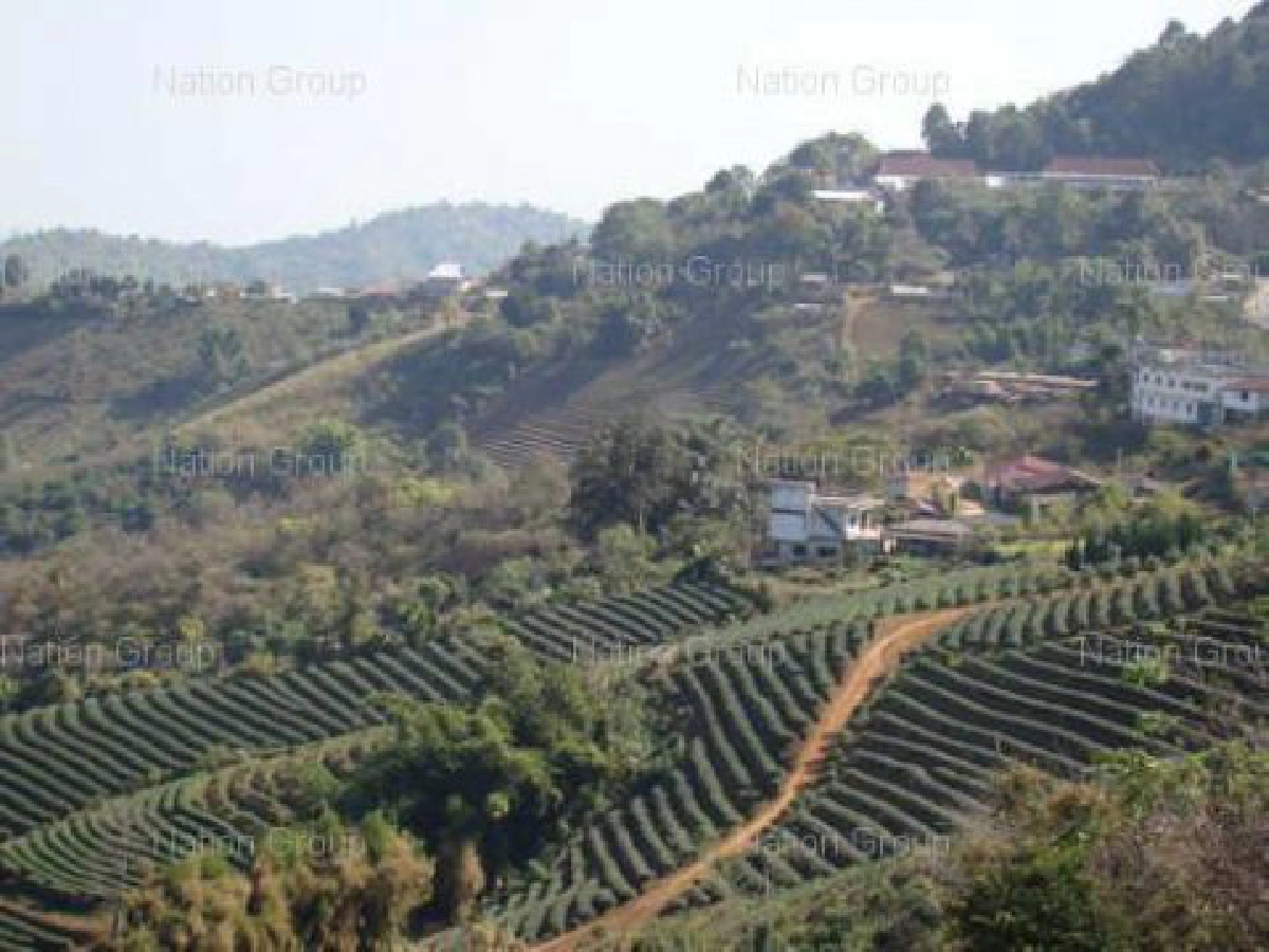 แห่เข้าบ้านขุนช่างเคี่ยนชมซากุระเมืองไทย แห่เข้าบ้านขุนช่างเคี่ยนชมซากุระเมืองไทย