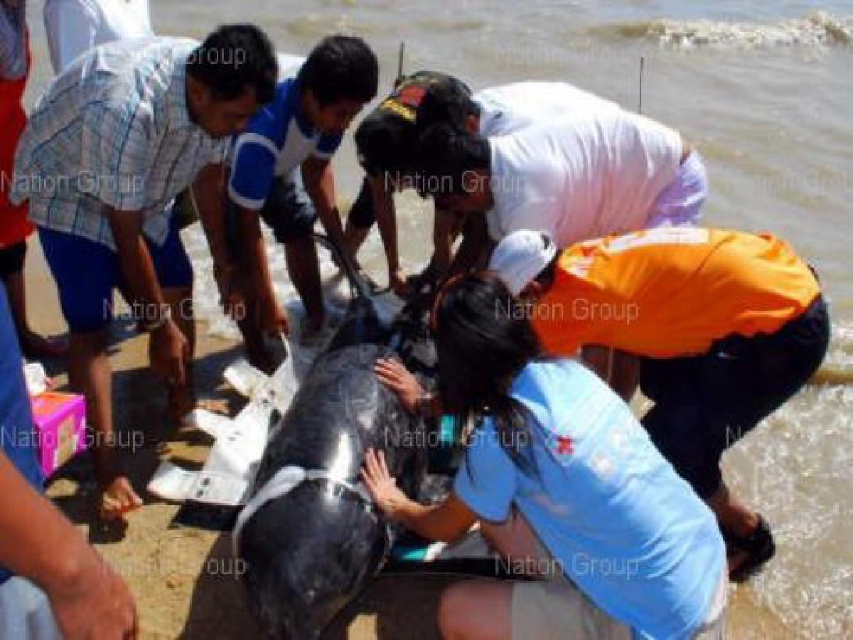วาฬหัวแตงโมตายเกยตื้นชายหาดอ่าวฉลอง วาฬหัวแตงโมตายเกยตื้นชายหาดอ่าวฉลอง