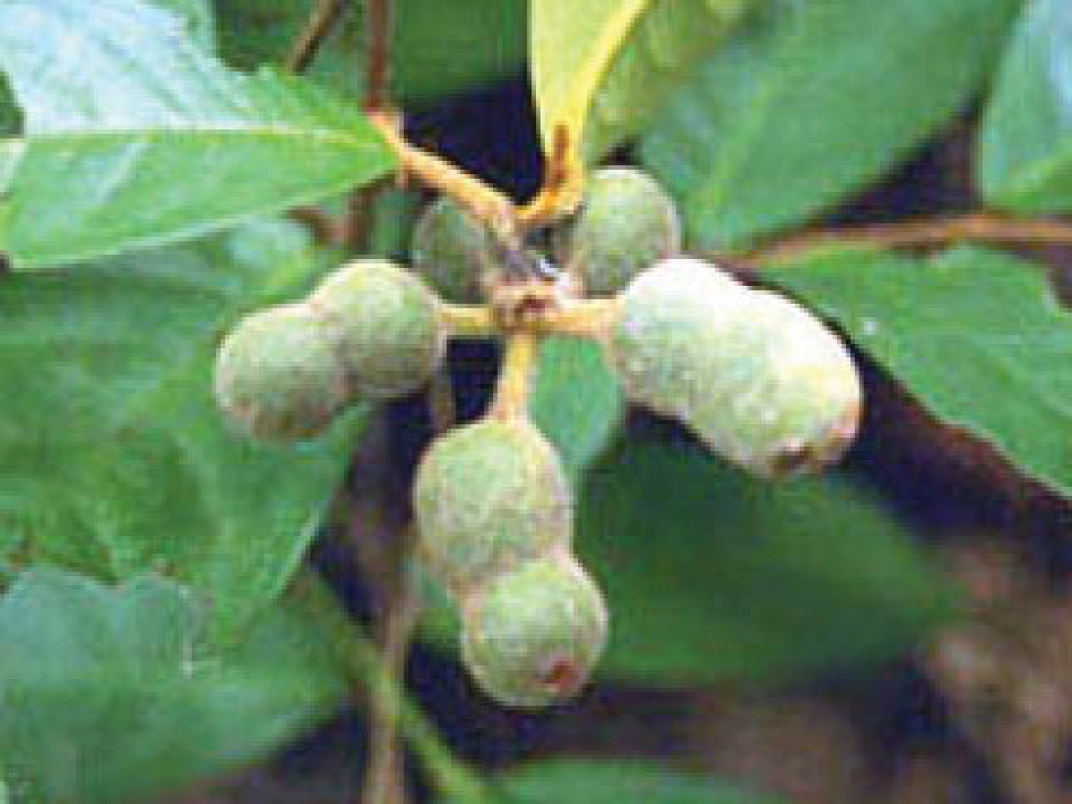 "กล้วยเต่า" รากดับพิษไข้
"กล้วยเต่า" รากดับพิษไข้