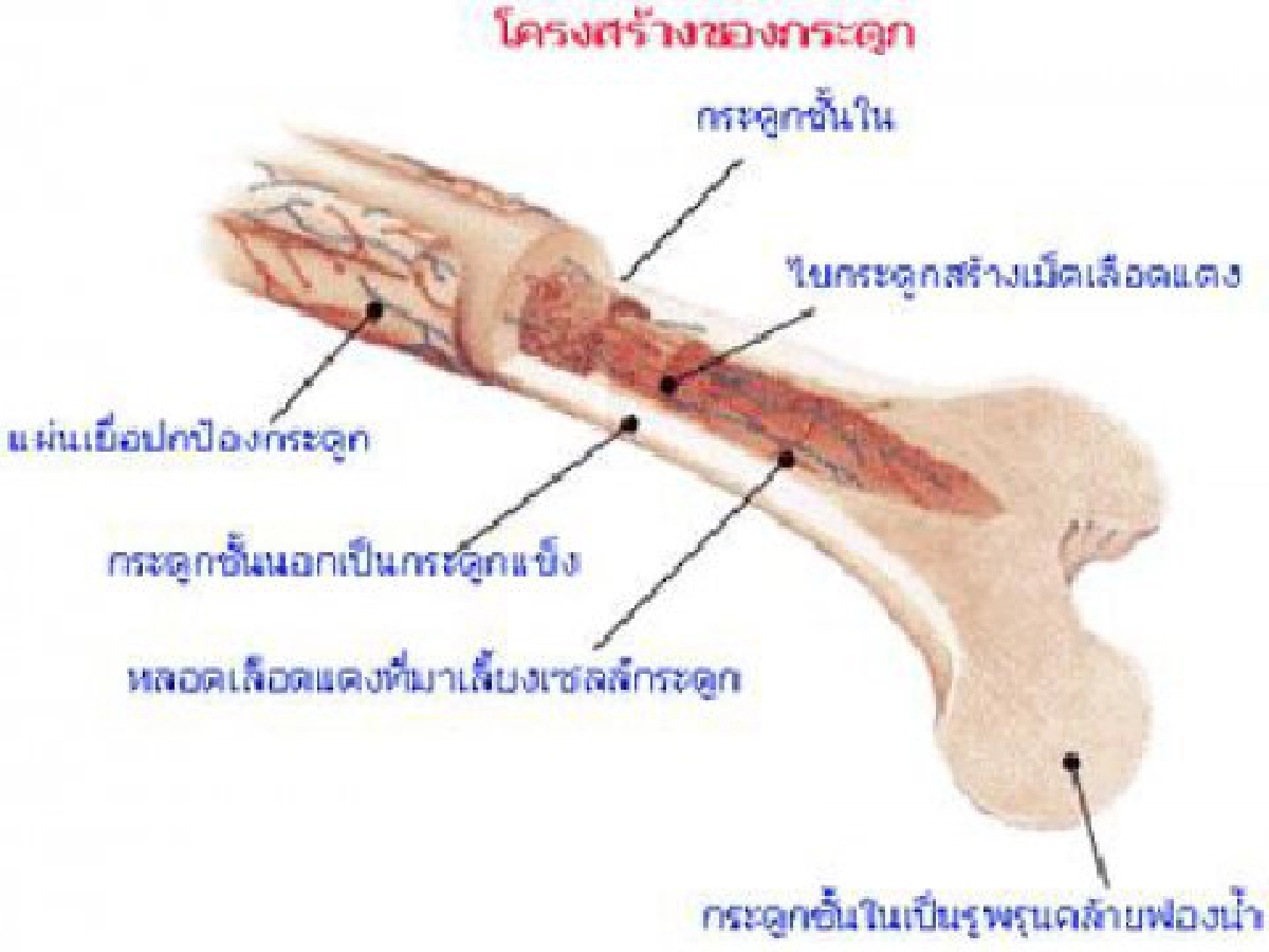 เสริมกระดูก เสริมกระดูก