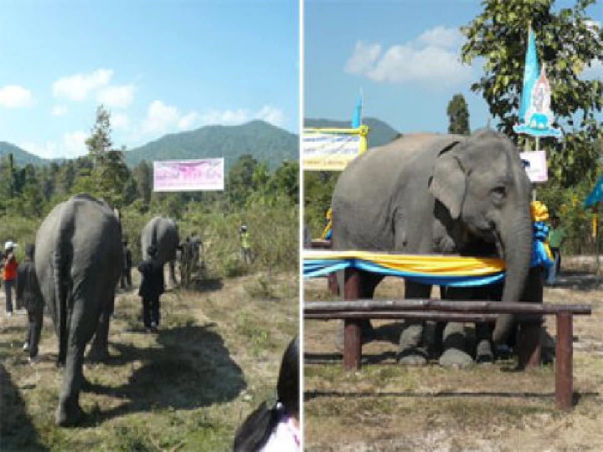 ร่วมบุญใหญ่ ส่ง "ช้าง" กลับบ้าน
ร่วมบุญใหญ่ ส่ง "ช้าง" กลับบ้าน