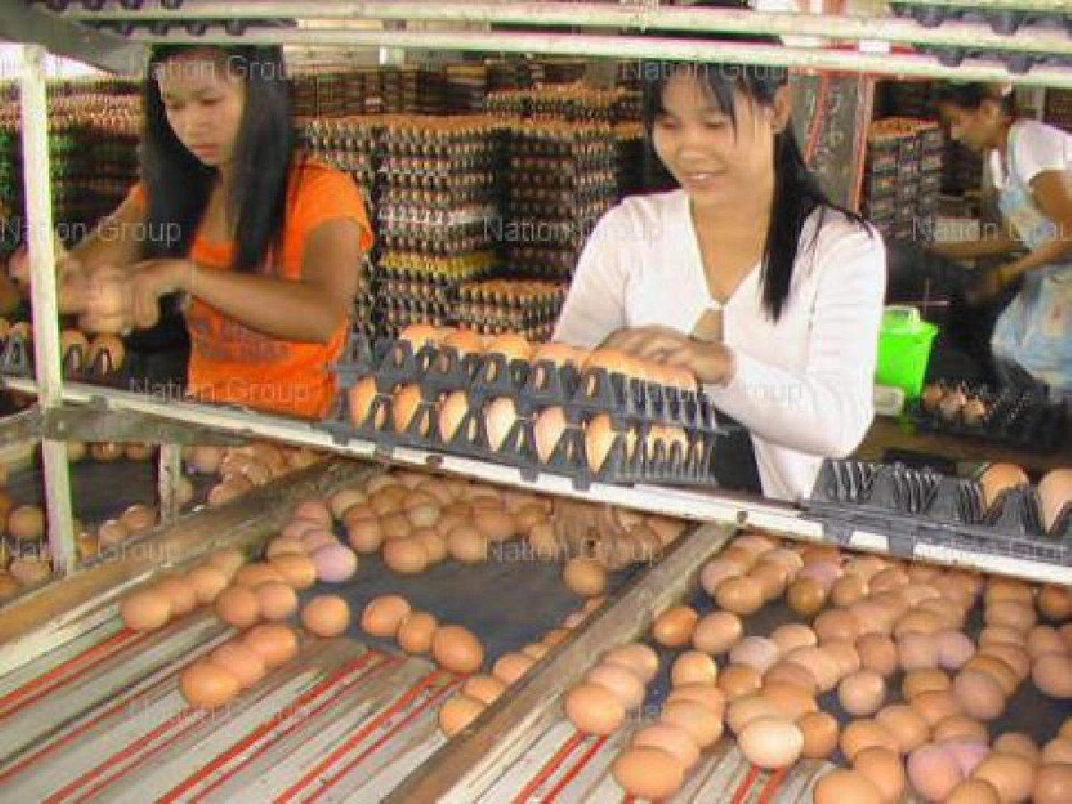 วิกฤติราคาไข่ไก่รับปีเสือปัญหาซ้ำซากที่ถูกมองข้าม วิกฤติราคาไข่ไก่รับปีเสือปัญหาซ้ำซากที่ถูกมองข้าม
