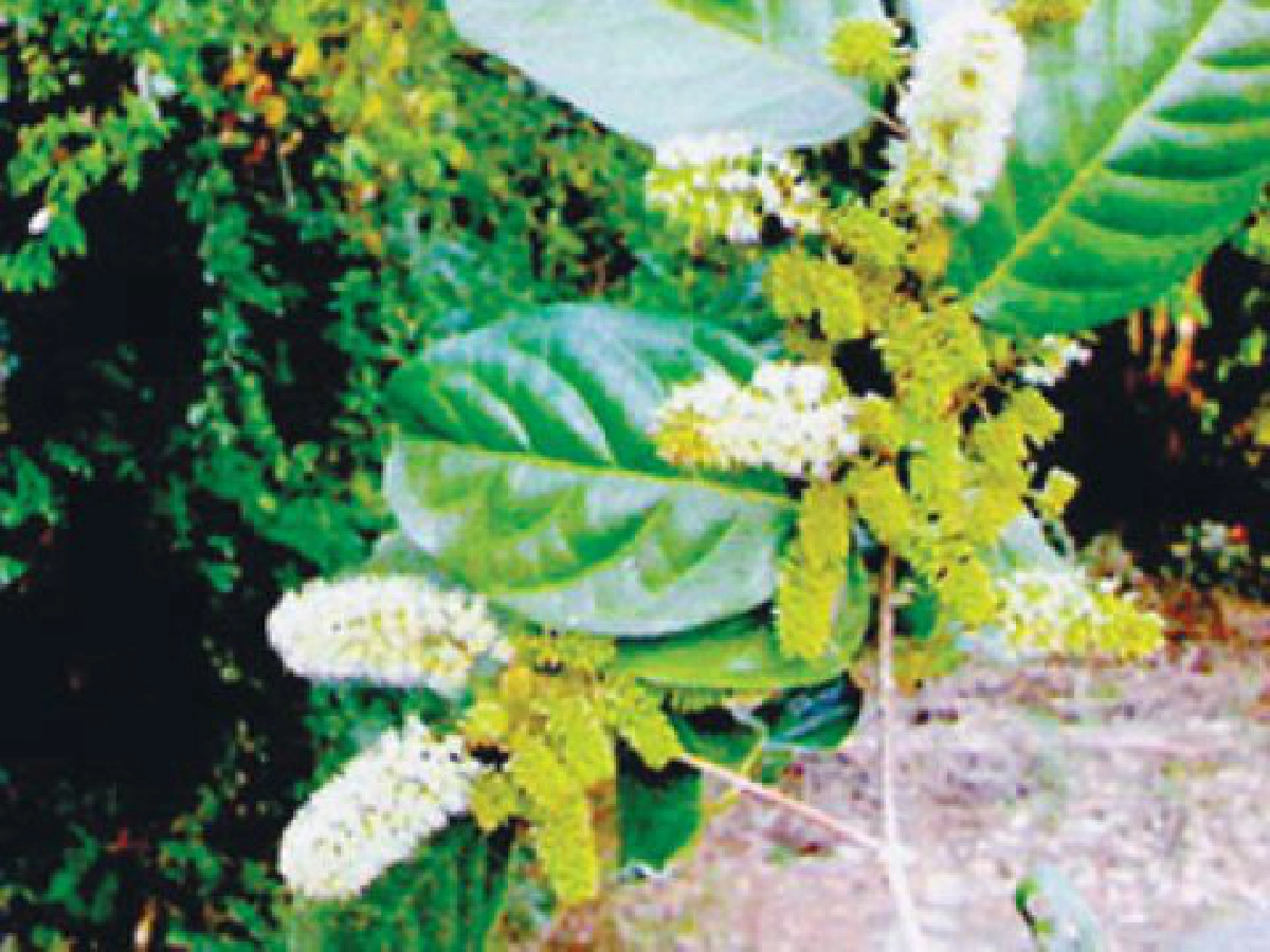 "อวดเชือก"ต้นบำรุงโลหิต "อวดเชือก"ต้นบำรุงโลหิต