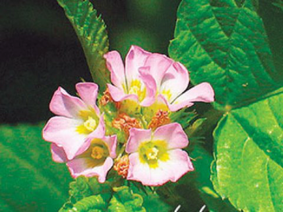 "เส้งเล็ก ต้นใบป้องพิษงู 

