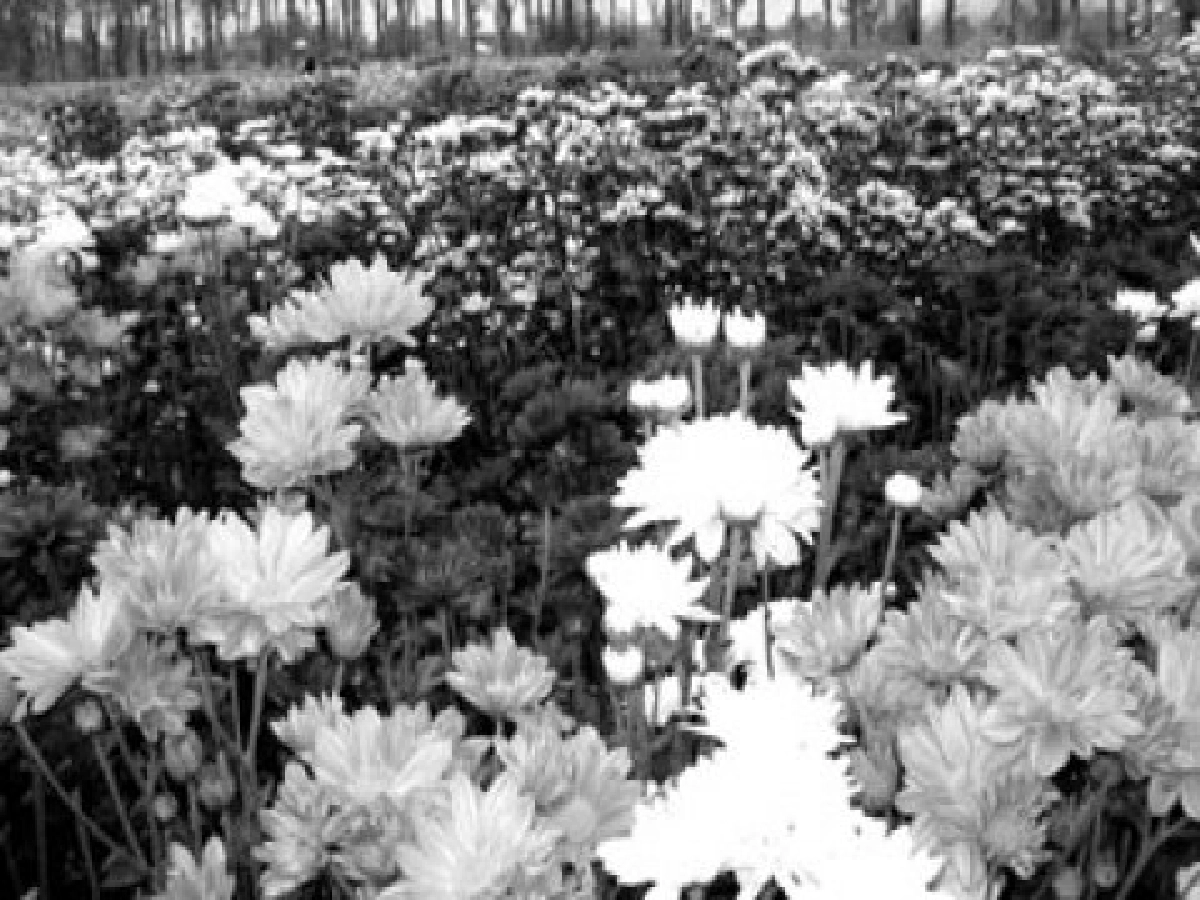 สัมผัสมนต์เสน่ห์วังน้ำเขียวชมดอกไม้งามกลางหุบเขา