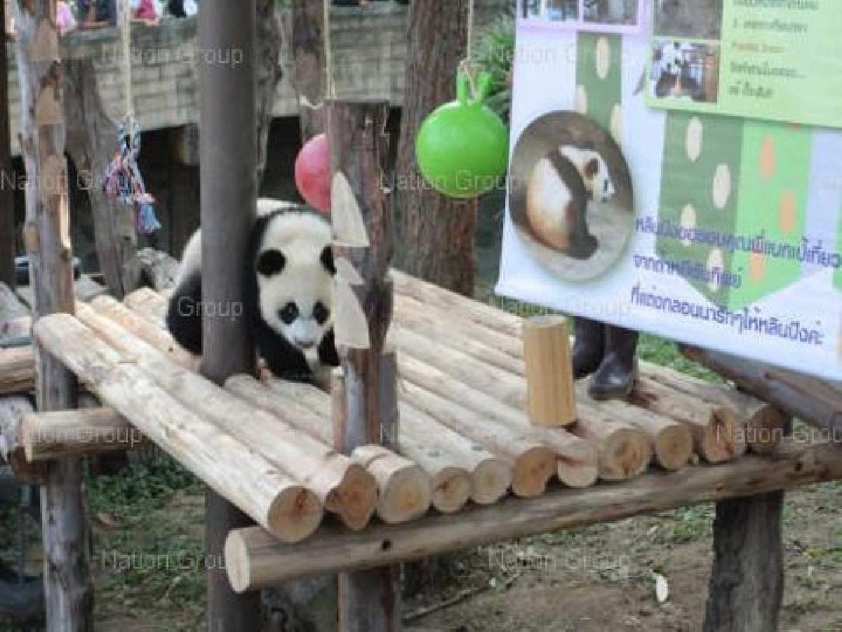 หลินปิงครบ8เดือนแฟนคลับมะกันส่งเยลลี่บอลให้เล่น