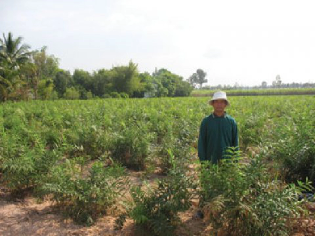 สารพันหวาย"ไร่อรุณสวัสดิ์"
พืชทำเงิน"ทองหล่อ ภูดวงศรี"