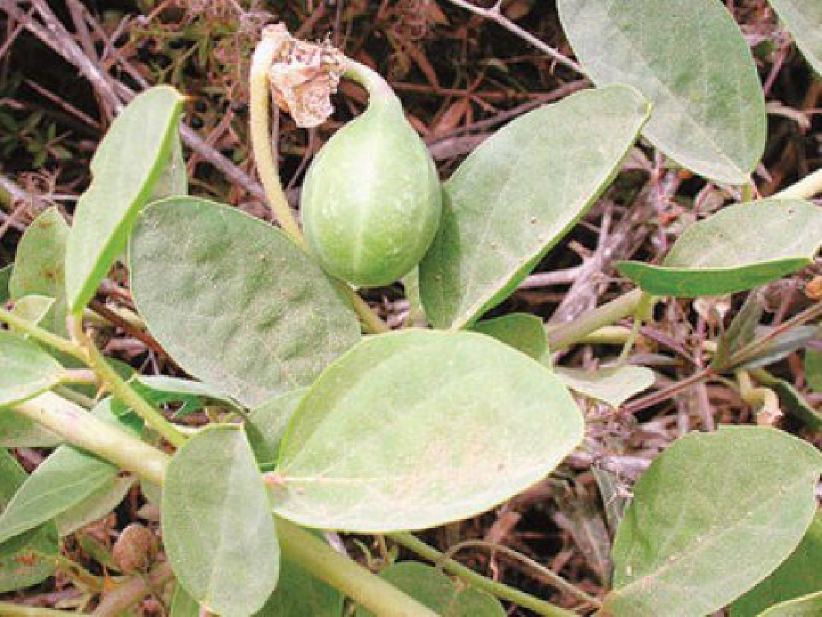  "เกี่ยวไก่"ใบ-ต้นอาหารสัตว์

