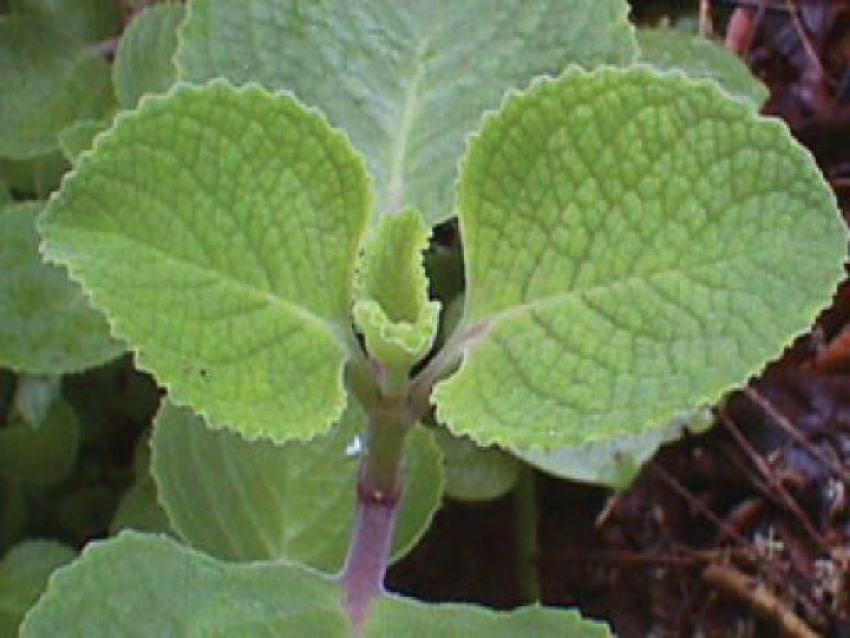  "หูเสือ"ต้นสระผมได้