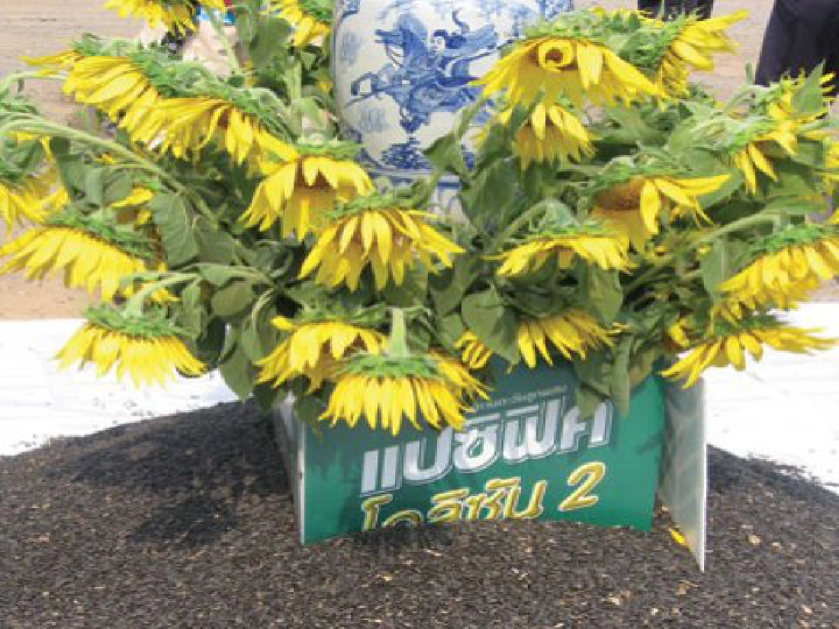 แปซิฟิคเมล็ดพันธุ์ชู "โอลิซัน 2"
พืชเศรษฐกิจตัวใหม่น่าจับตา
แปซิฟิคเมล็ดพันธุ์ชู "โอลิซัน 2"
พืชเศรษฐกิจตัวใหม่น่าจับตา