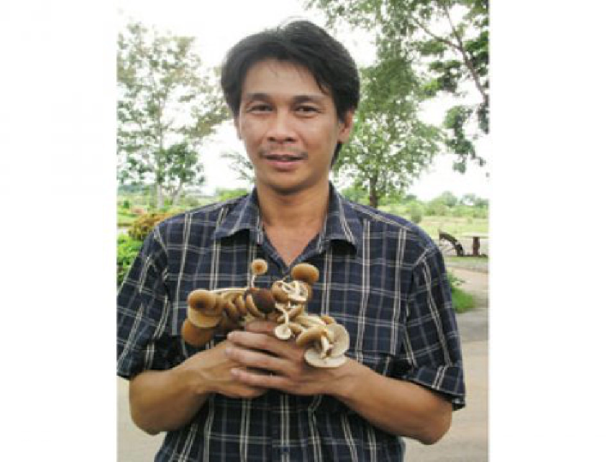 รวมพลคนเพาะเห็ด "โคนญี่ปุ่น"
