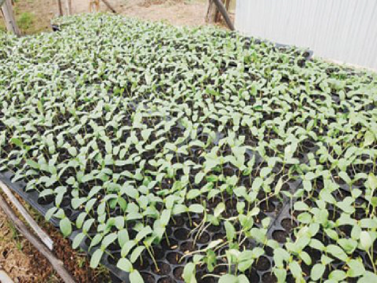 พลิกผืนนาข้าวปลูก "แคนตาลูป"
ระบบน้ำหยด-รายได้ดีที่บางระจัน
พลิกผืนนาข้าวปลูก "แคนตาลูป"
ระบบน้ำหยด-รายได้ดีที่บางระจัน