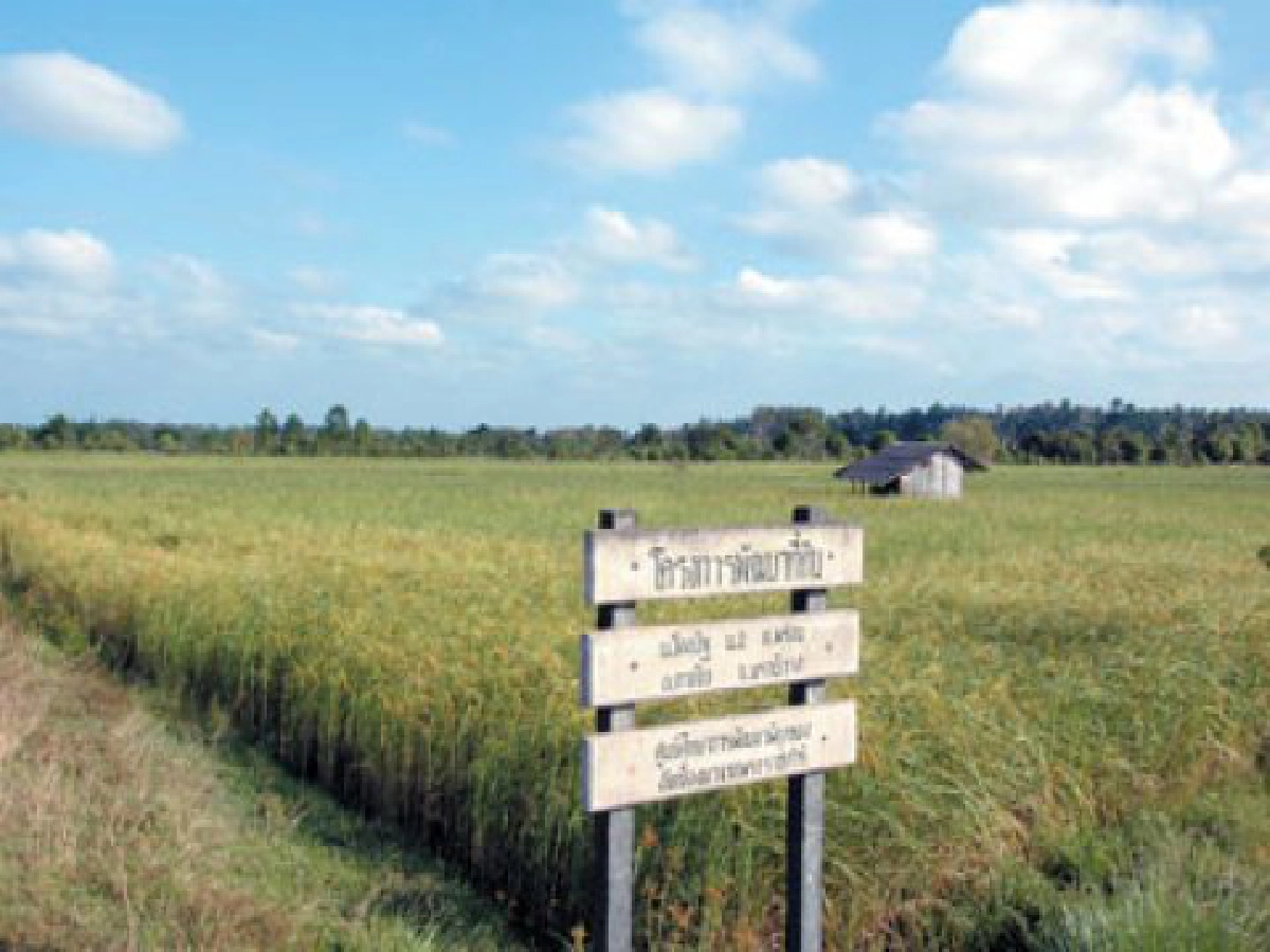 ฟื้นนาร้างปลูกข้าว "หอมกระดังงา" 
 เพิ่มรายได้ชาวบ้านโคกอิฐ-โคกใน

