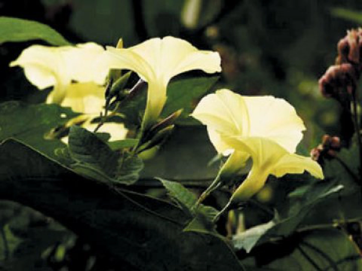 "จิงจ้อ"กินได้-เป็นยา
