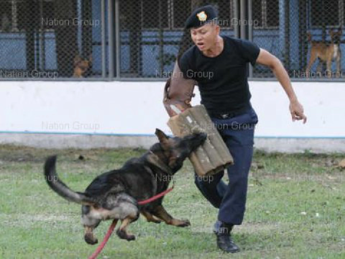 ตำรวจม้า..หมาผู้พิทักษ์ความสงบ ตำรวจม้า..หมาผู้พิทักษ์ความสงบ