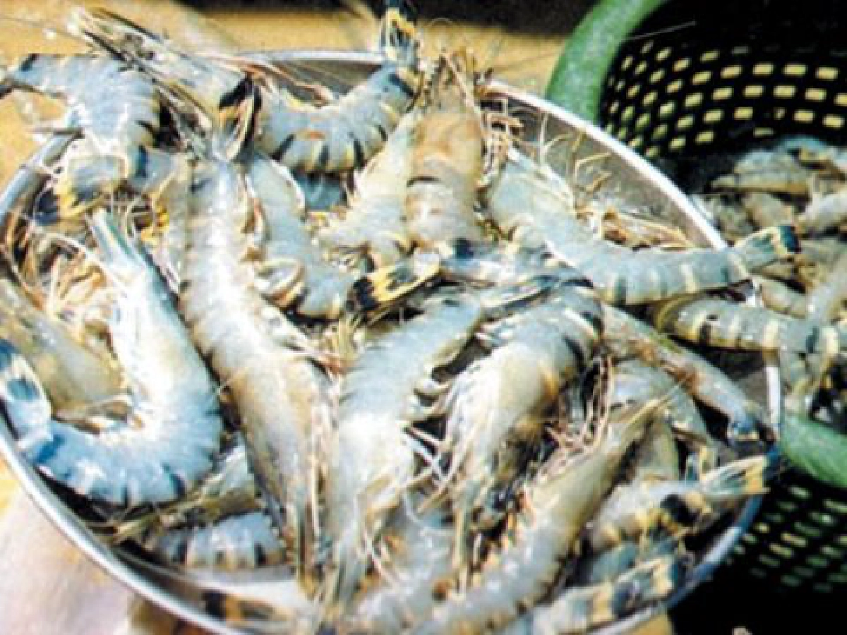 ปรับปรุงดินสร้างห่วงโซ่ในบ่อกุ้ง
ลดต้นทุน-ผลผลิตและรายได้เพิ่ม 

