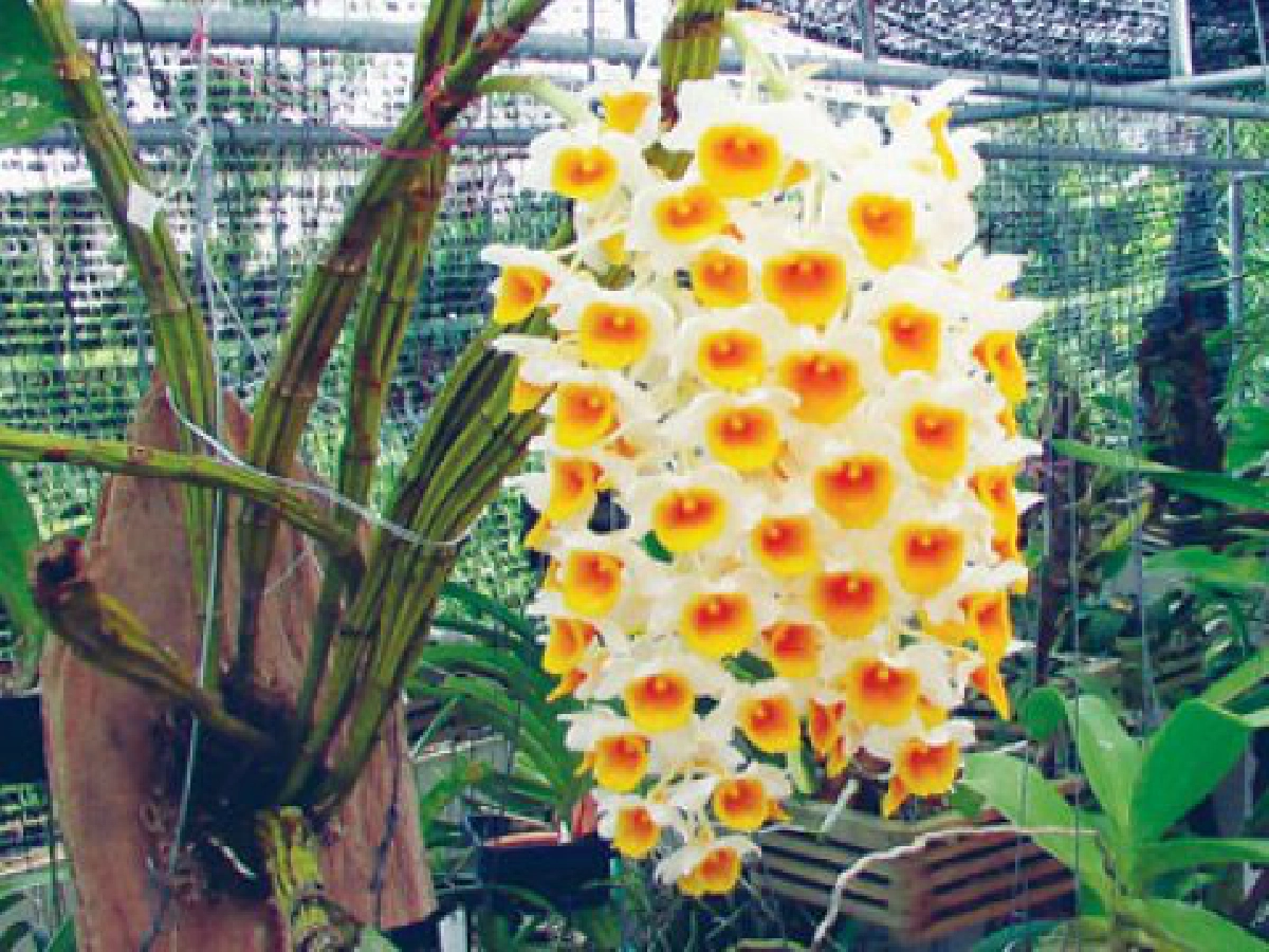 คืนกล้วยไม้สู่ธรรมชาติ (11)
คืนกล้วยไม้สู่ธรรมชาติ (11)