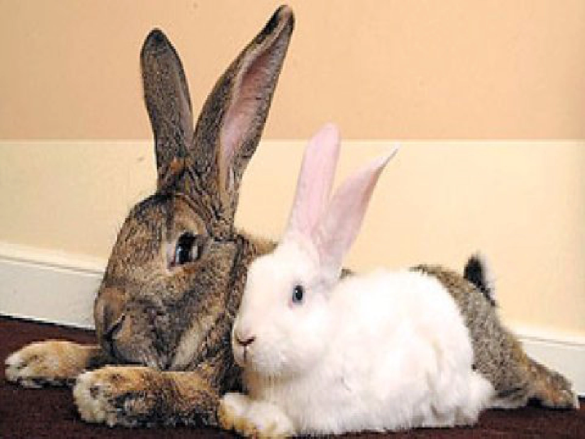 "ดาริอุส"กระต่ายตัวโตที่สุดในโลก "ดาริอุส"กระต่ายตัวโตที่สุดในโลก