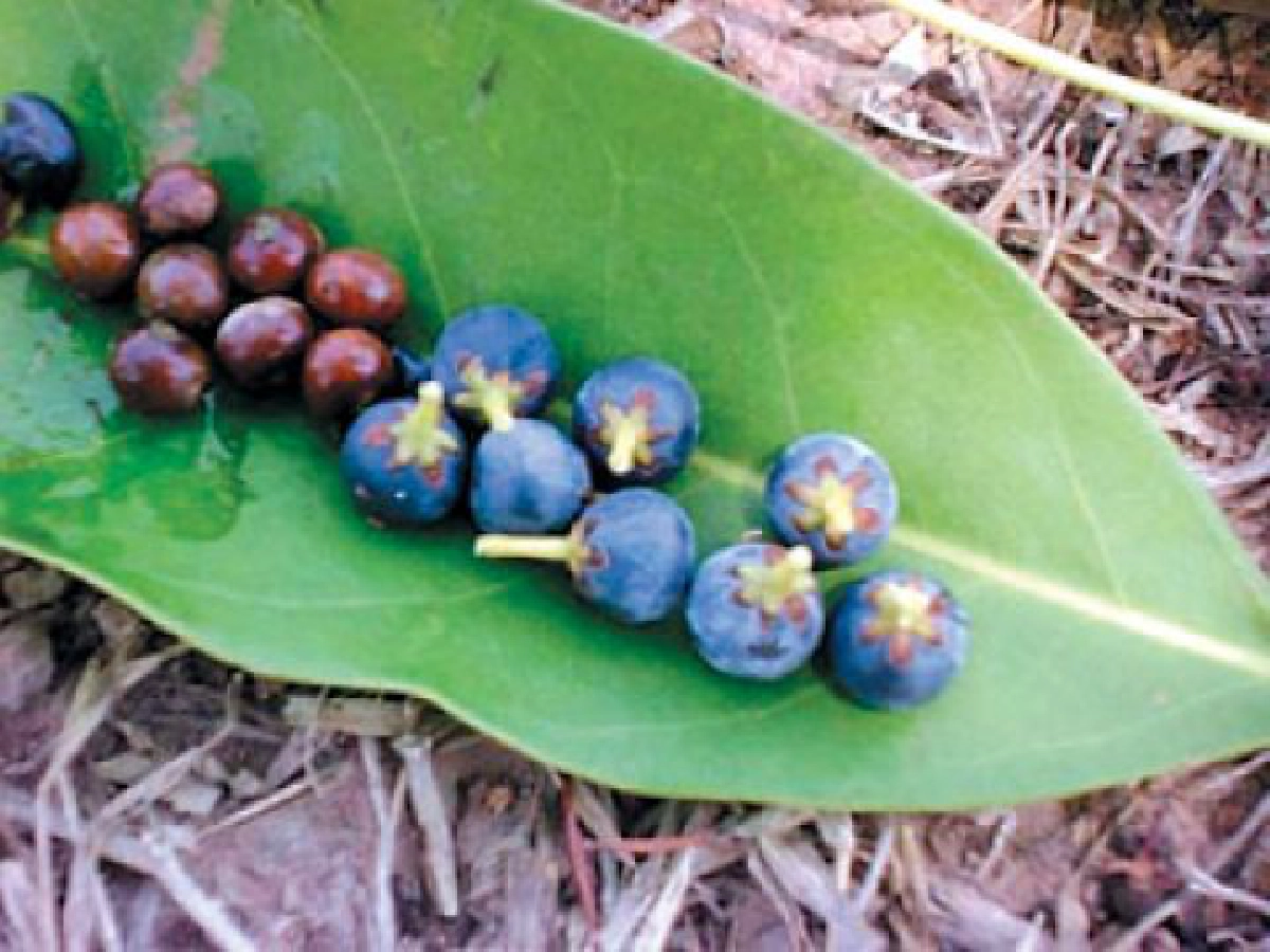 "ยางบง"เปลือกทำธูปได้ 
