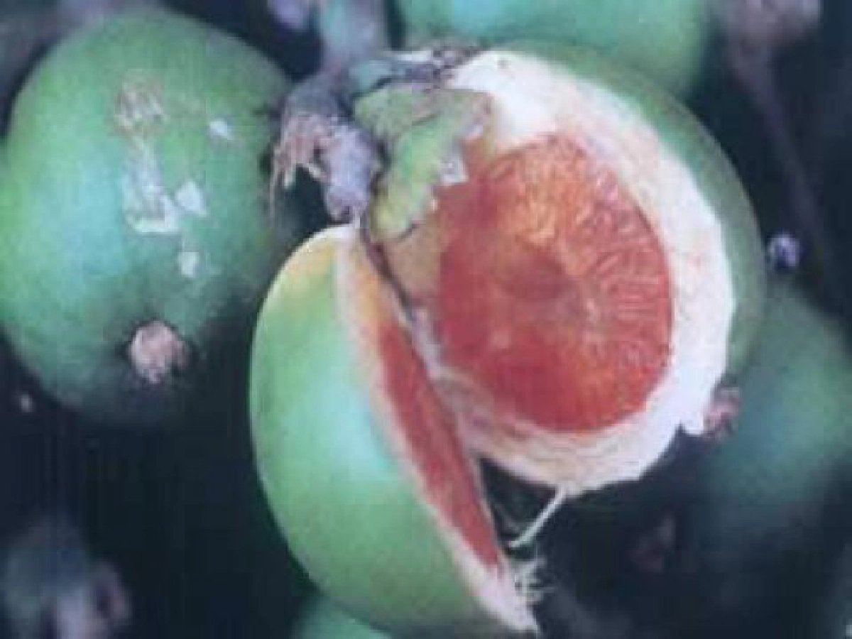 "หมากสง"เปลือกผลเป็นยา
"หมากสง"เปลือกผลเป็นยา