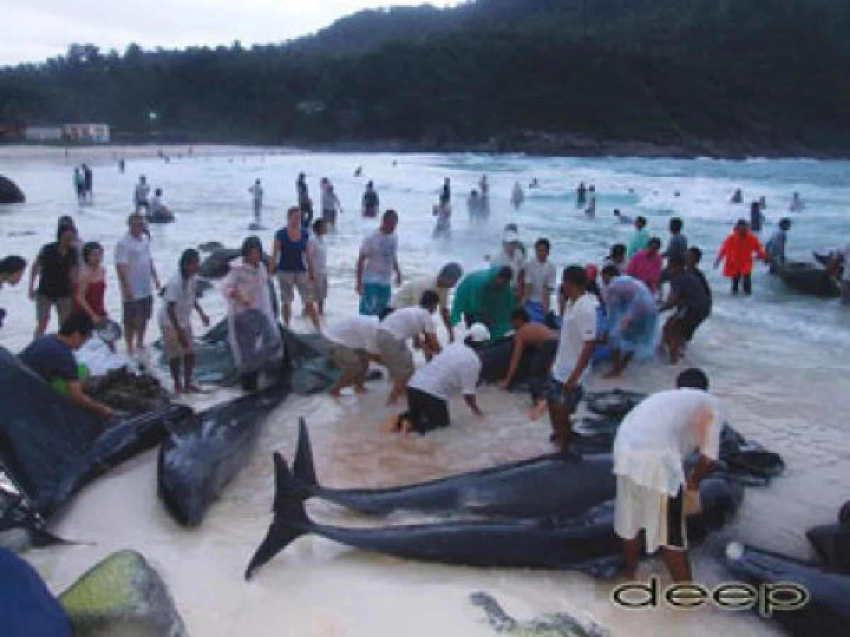 ระดมพลทั้งเกาะ...ช่วยชีวิต ระดมพลทั้งเกาะ...ช่วยชีวิต