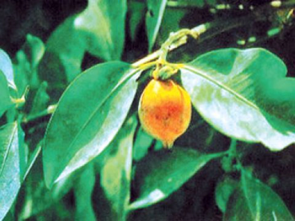 "พะวา"ใบยาระบาย "พะวา"ใบยาระบาย