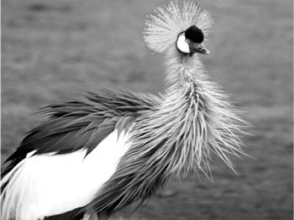 สารพัดนก- เปิดโลก"นก"กลางศูนย์การค้า