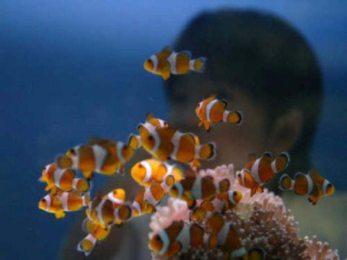 แผนฉุกเฉินป้อง'นีโม่'จากก่อการร้าย แผนฉุกเฉินป้อง'นีโม่'จากก่อการร้าย