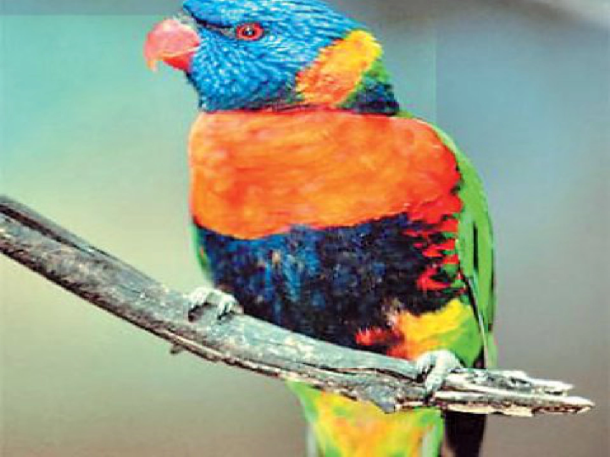 นกแก้วออสเตรเลียแห่ติดโรคเมาเหล้า นกแก้วออสเตรเลียแห่ติดโรคเมาเหล้า