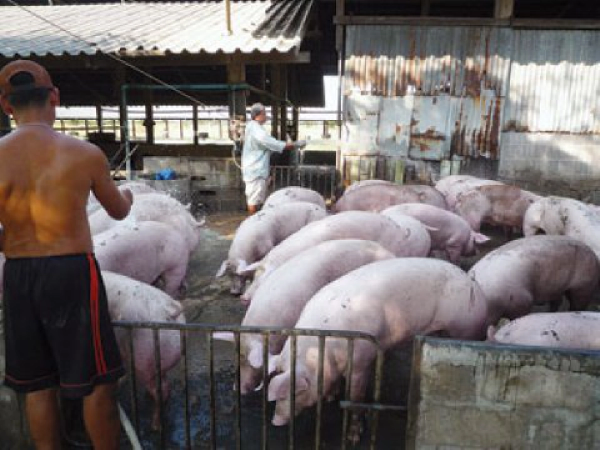 ทต.บางเสร่ทำแก๊สชีวภาพ 
หวังนำมูลสุกร -น้ำต้มปลา มาช่วยลดค่าใช้จ่าย

