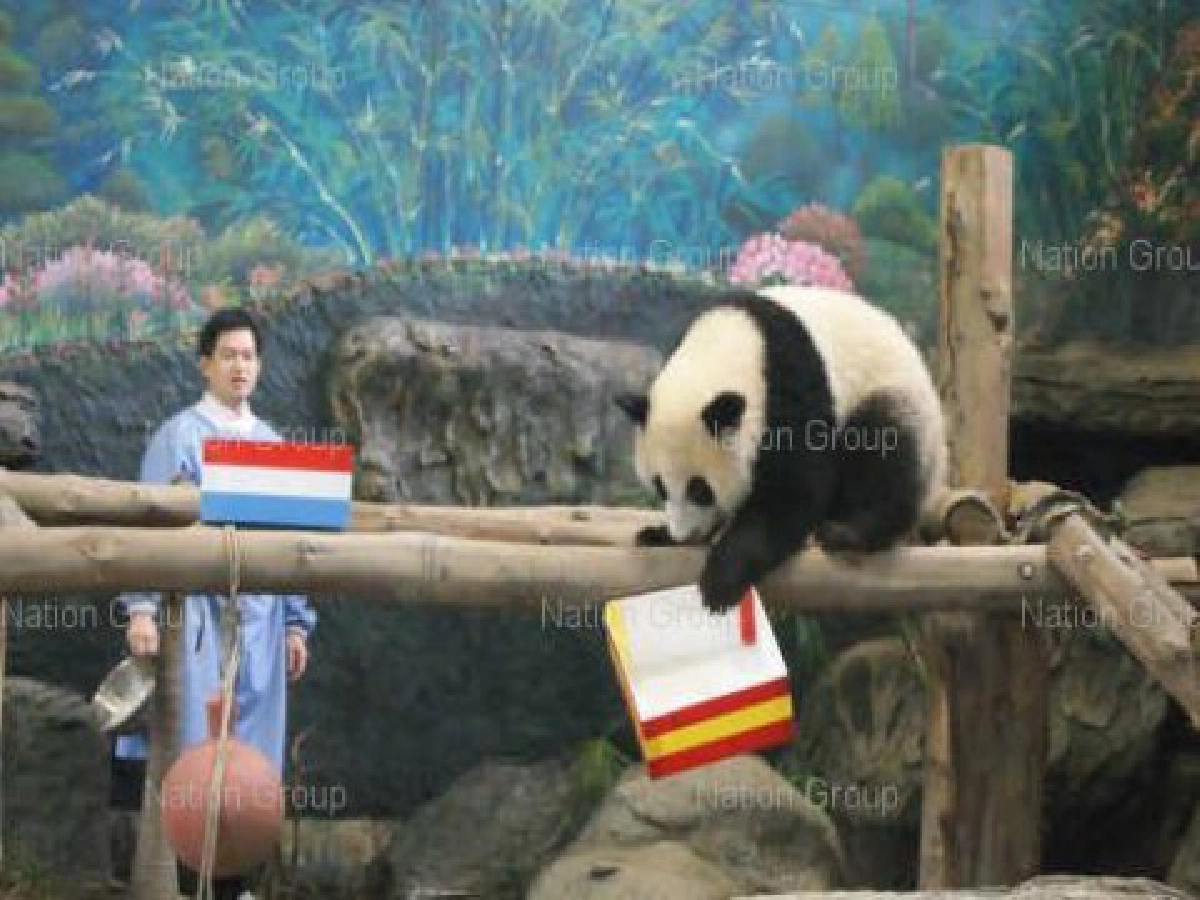 หมอผีเปรู-หลินปิงเสี่ยงทายสเปนคว้าแชมป์บอลโลก หมอผีเปรู-หลินปิงเสี่ยงทายสเปนคว้าแชมป์บอลโลก