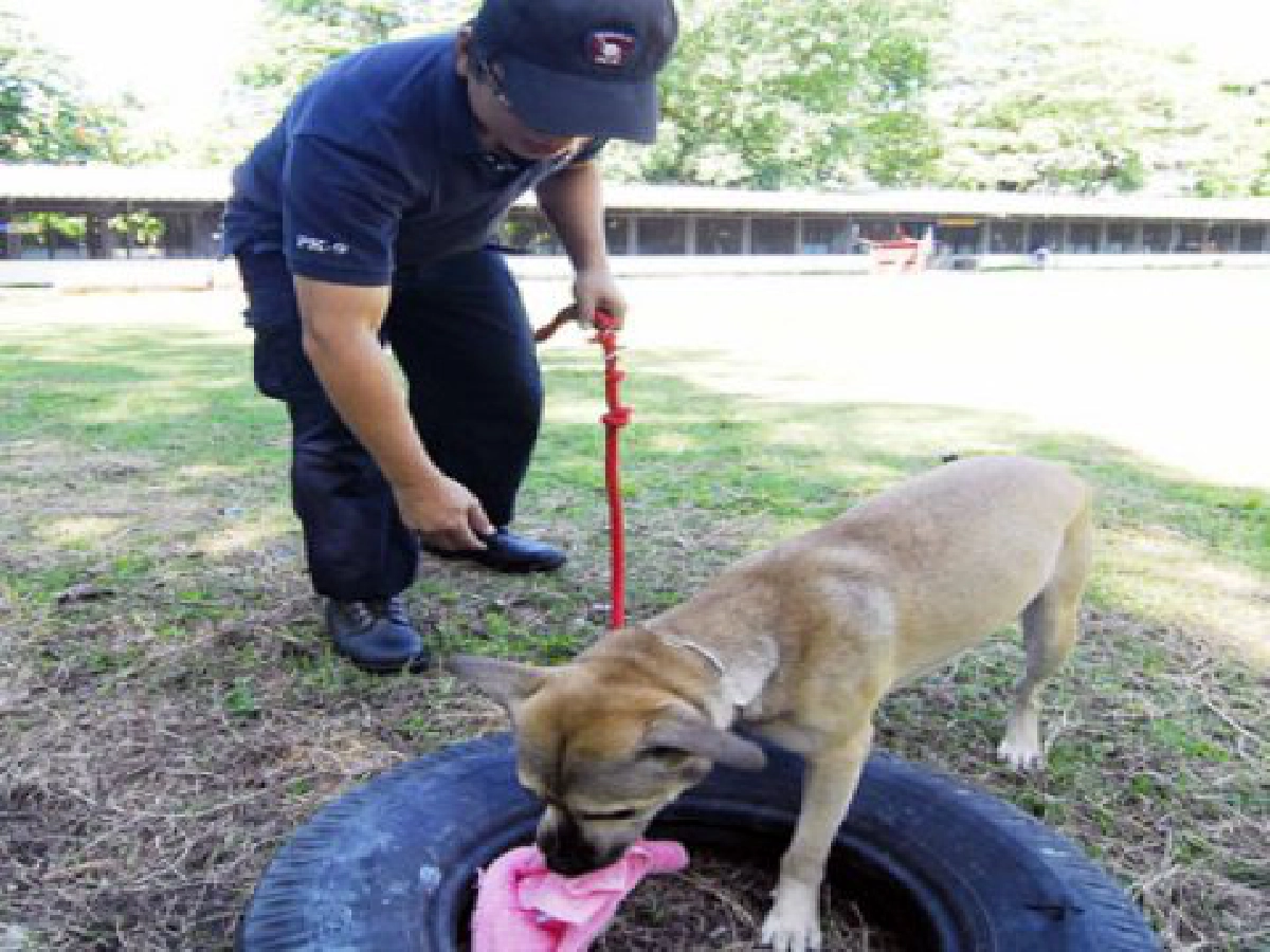 สารพันตำรวจ : สุนัขตำรวจอาสา...พร้อมใช้ สารพันตำรวจ : สุนัขตำรวจอาสา...พร้อมใช้