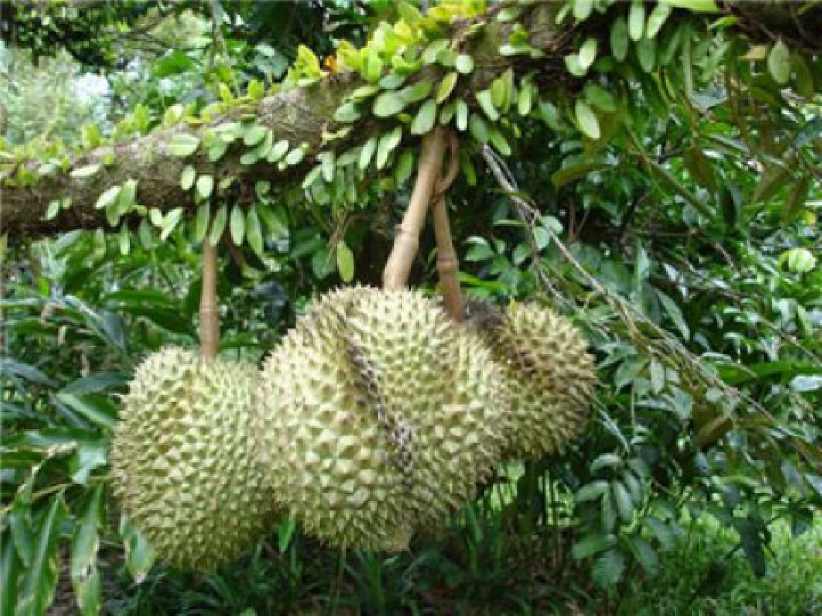 ยึดหลัก 3 ประการสู่ "เกษตรอินทรีย์"
ต้นแบบความสำเร็จเกษตรตัวอย่าง 