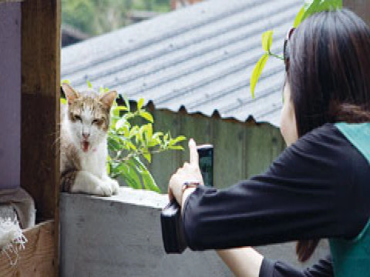 แมวเหมียวฟื้นชีวิตหมู่บ้านไร้วิญญาณ แมวเหมียวฟื้นชีวิตหมู่บ้านไร้วิญญาณ