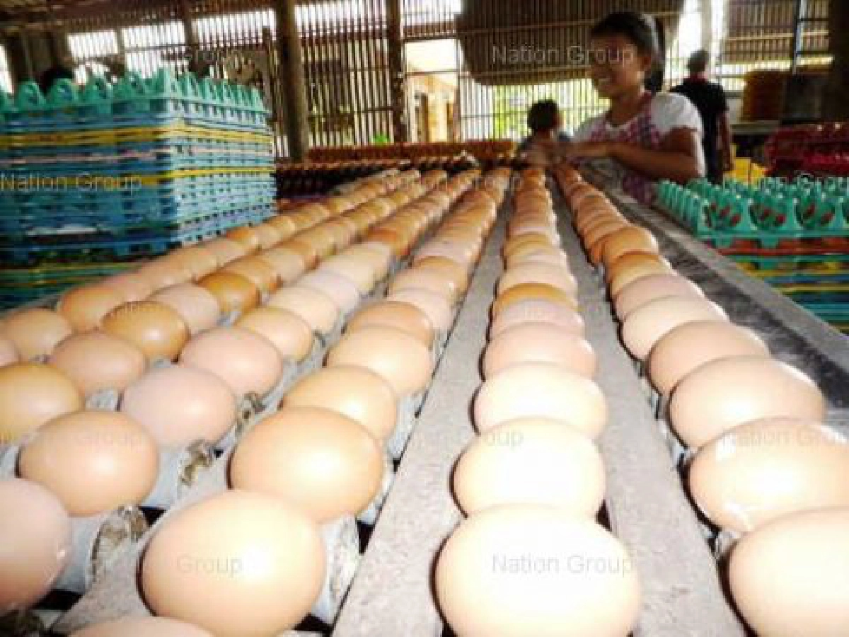 "ปศุสัตว์"เตรียมรับมือไข่ไก่ล้นตลาดพ.ค.-มิ.ย. 