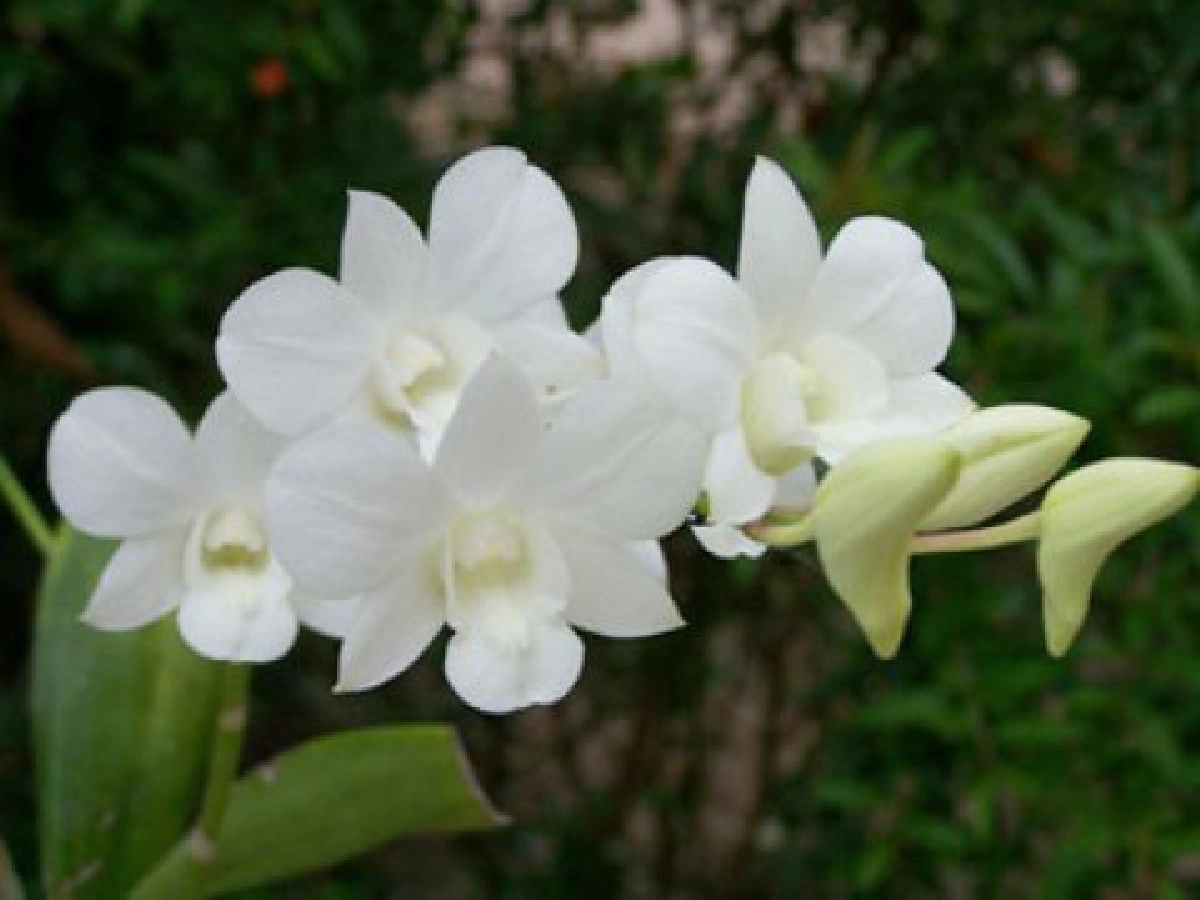 เหตุที่ฉันสนใจกล้วยไม้ (3)  

