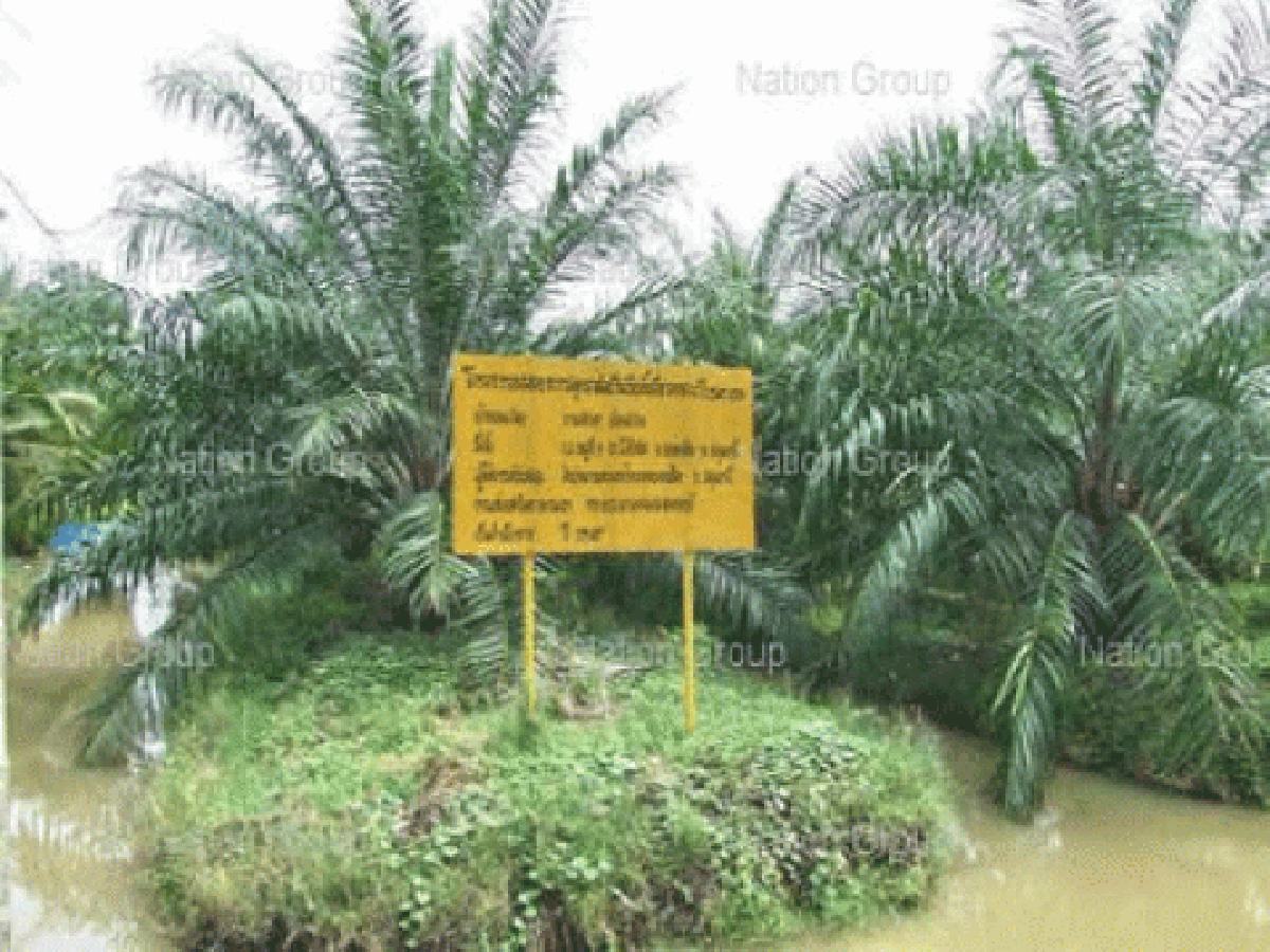 6ปีพลิกสวนส้มร้างที่หนองเสือบทพิสูจน์ทุ่งรังสิตเหมาะปลูกปาล์ม