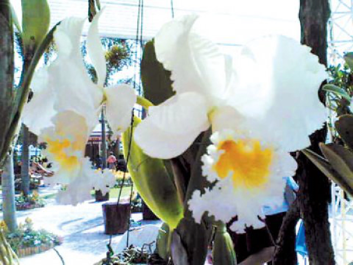 เหตุที่ฉันสนใจกล้วยไม้ (4)

