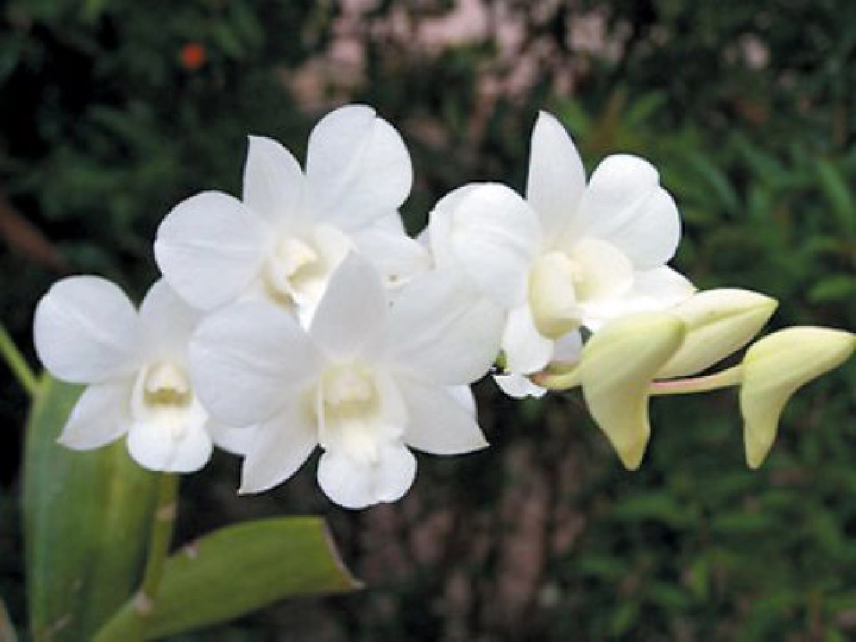 เหตุที่ฉันสนใจกล้วยไม้ (5) 

