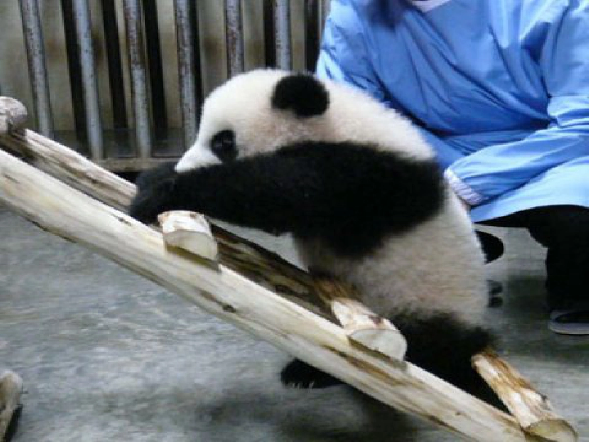 ขั้นบันได ขั้นบันได