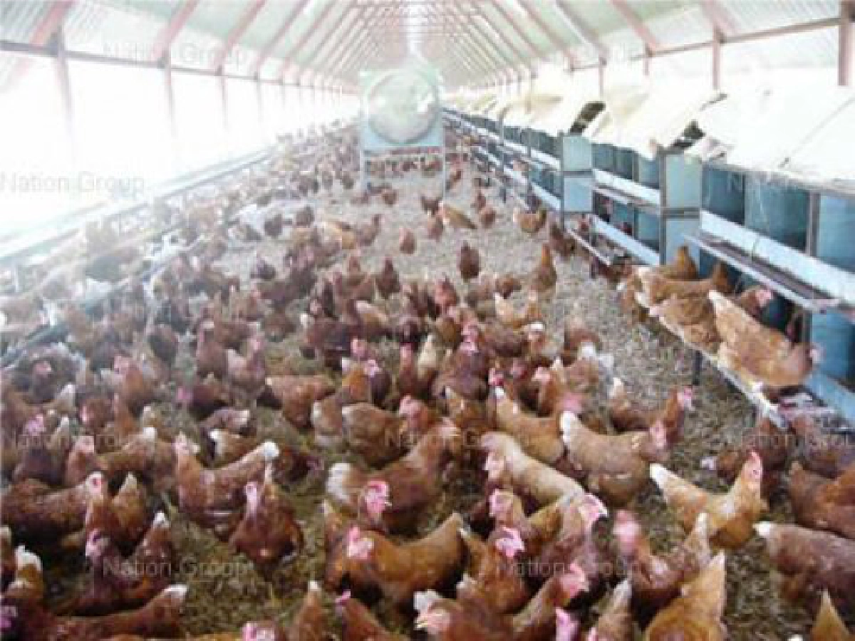 "อุดมชัยฟาร์ม"ผลิตผลทายาทรุ่น 2
ต้นแบบเลี้ยงอิสระ-ไก่ไข่อินทรีย์
 "อุดมชัยฟาร์ม"ผลิตผลทายาทรุ่น 2
ต้นแบบเลี้ยงอิสระ-ไก่ไข่อินทรีย์