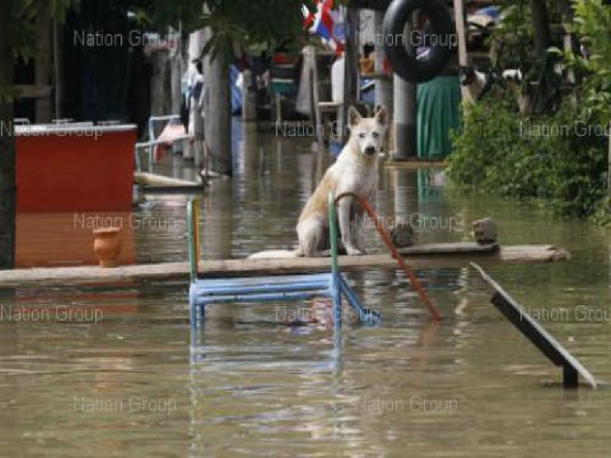 ท่วมอุทยานโกสัมพีลิงพันตัวขาดอาหาร ท่วมอุทยานโกสัมพีลิงพันตัวขาดอาหาร