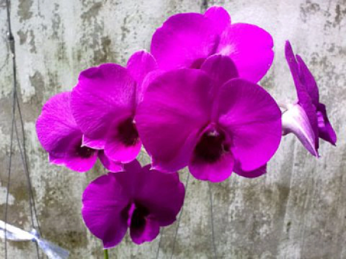 เหตุที่ฉันสนใจกล้วยไม้ (6) 

