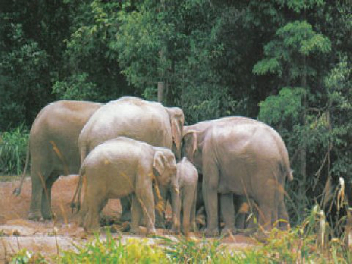 โซนรักสัตว์ประจำวันอาทิตย์ที่ 31 ต.ค.53 โซนรักสัตว์ประจำวันอาทิตย์ที่ 31 ต.ค.53