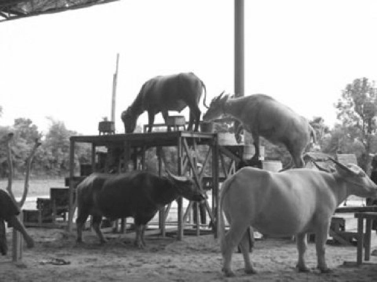 ซนรักสัตว์-รวมคนอาเซียนป้องโรคระบาดสัตว์ฯ ซนรักสัตว์-รวมคนอาเซียนป้องโรคระบาดสัตว์ฯ