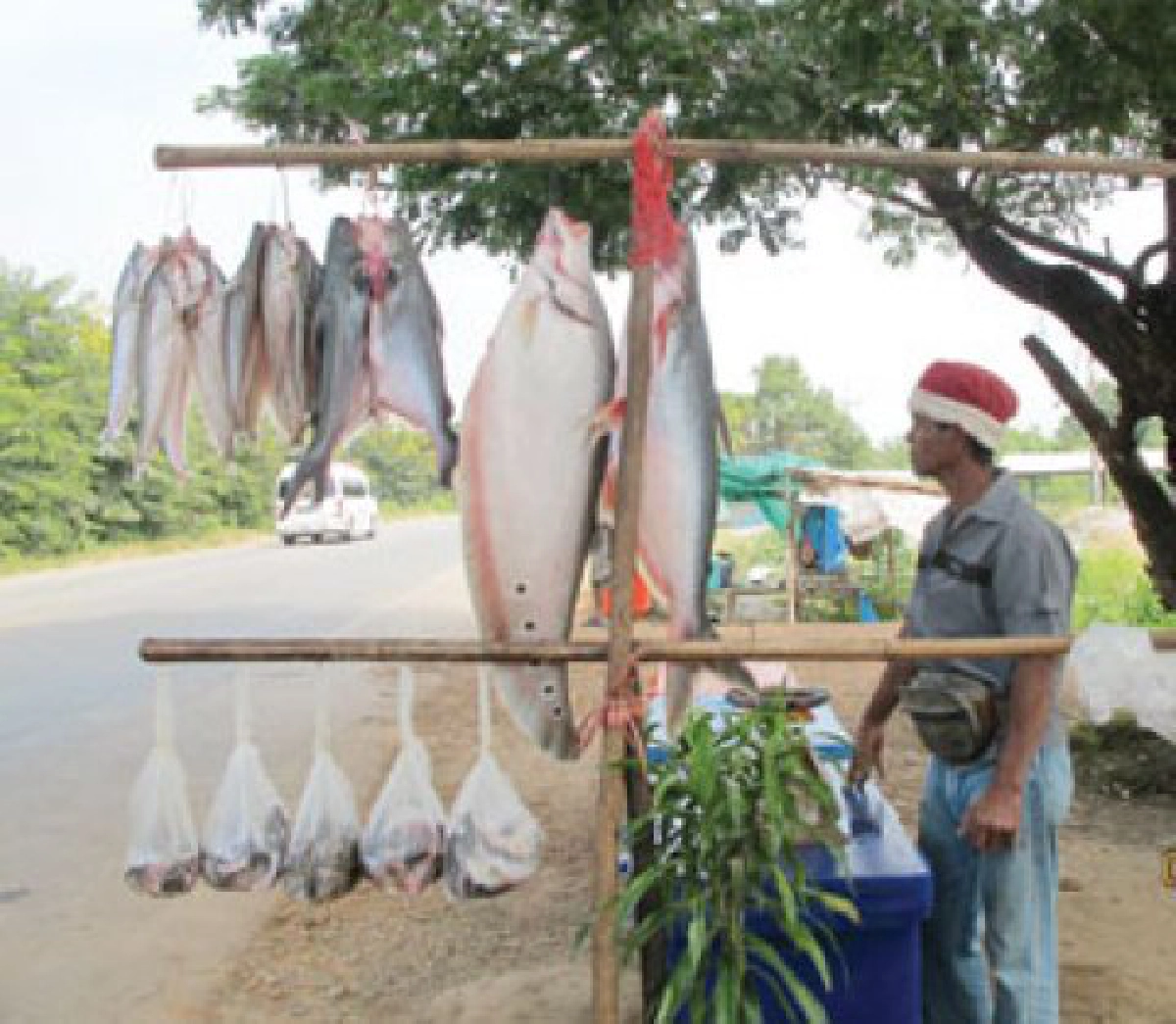 ชีวิตชาวบ้านน้ำท่วมริมฝั่งชี 
จับปลาขายหารายได้เสริม 

