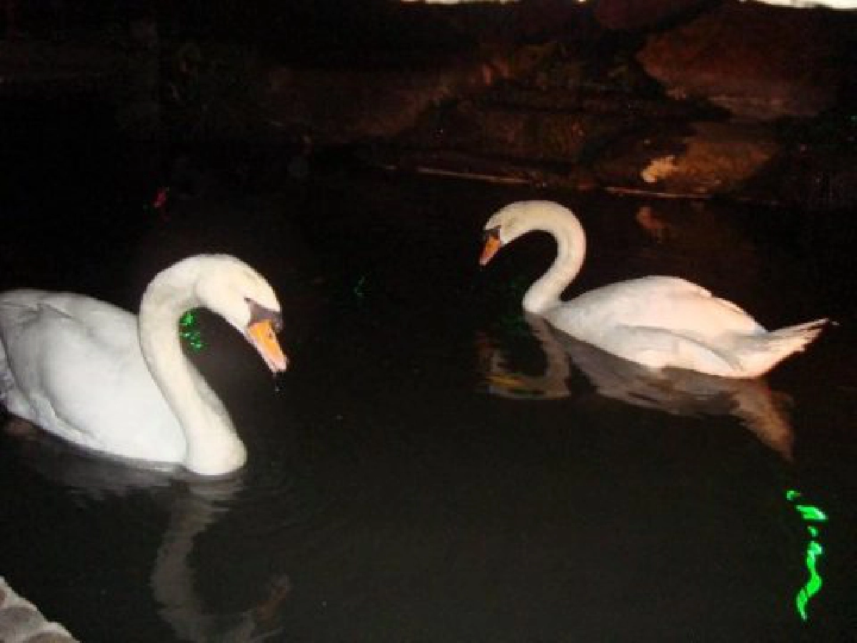 ห่านป่าอยากเป็นห่านฟ้า(1) ห่านป่าอยากเป็นห่านฟ้า(1)