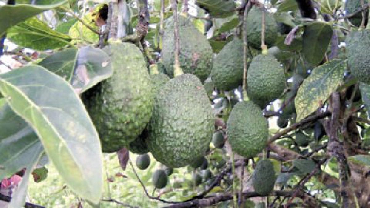 ปลูก"อโวคาโด"สายพันธุ์แฮซ
ผลไม้ศก.บุกตลาดไทย-ตปท.
ปลูก"อโวคาโด"สายพันธุ์แฮซ
ผลไม้ศก.บุกตลาดไทย-ตปท.