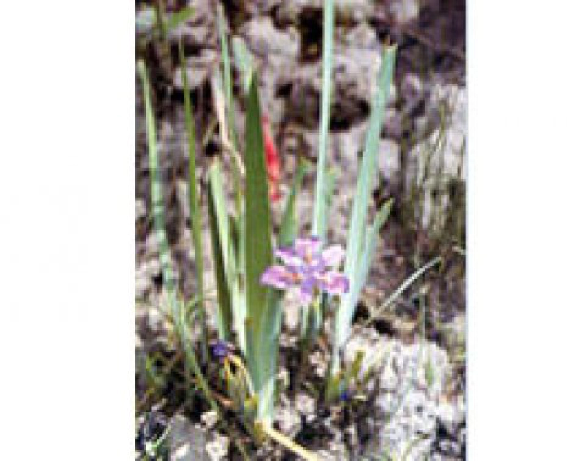 "เพี้ยฟาน"เป็นยาทั้งต้น

