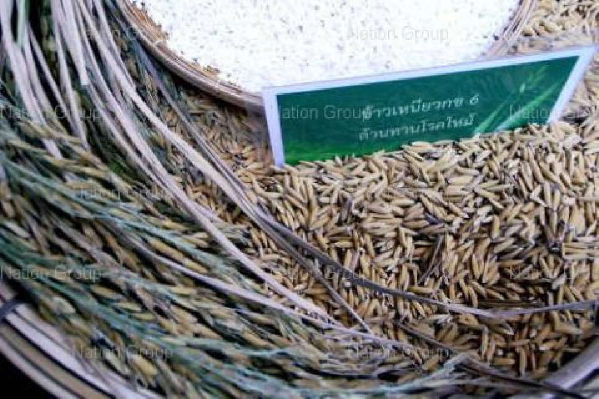 ธัญสิรินพันธุ์ข้าวเหนียวชื่อพระราชทาน